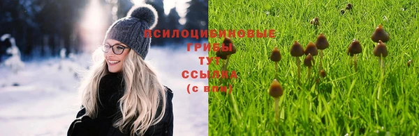 прущие грибы Алексин